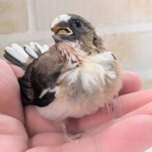 🌟最新画像🌟 十に姉に妹でジュウシマツ～🌼 十姉妹🐣