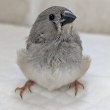 🌟最新画像🌟 ちょこんとかわいい～🩷 キンカチョウ(ノーマル)