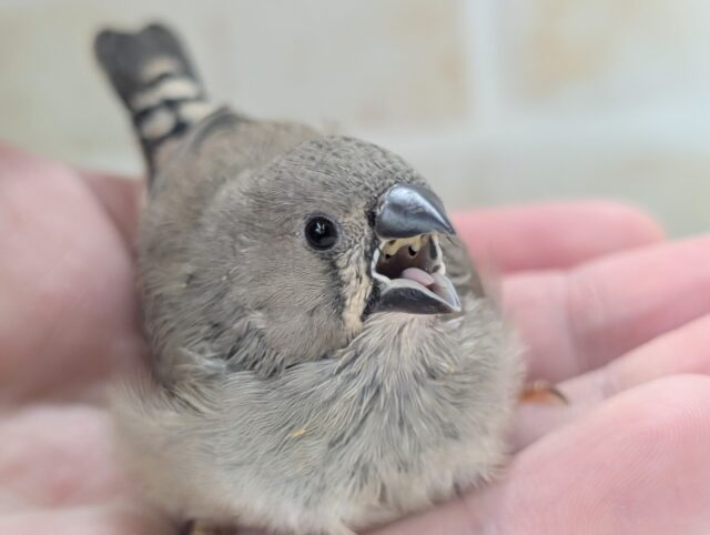 錦花鳥（キンカチョウ）