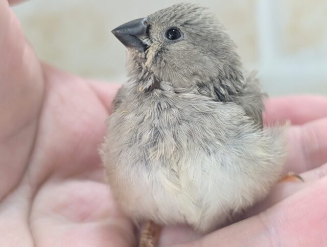 錦花鳥（キンカチョウ）