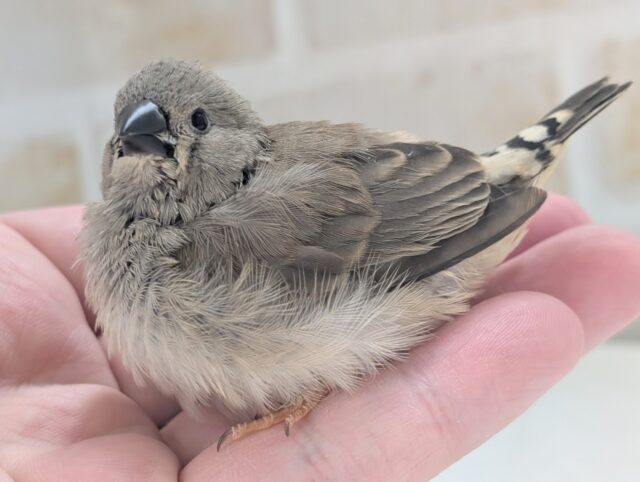 錦花鳥（キンカチョウ）