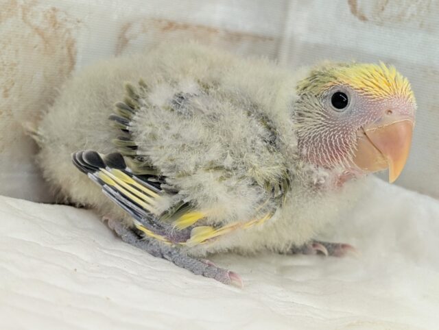 コザクラインコ（小桜インコ）