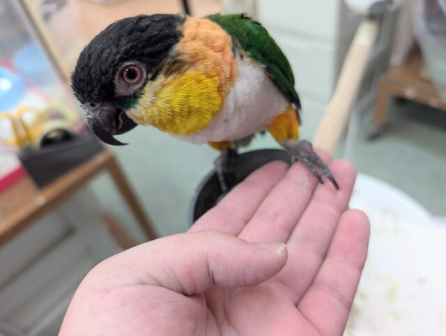 ズグロシロハラインコ