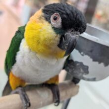 カキカキ待ちです☺️🖤 スグロシロハラインコ
