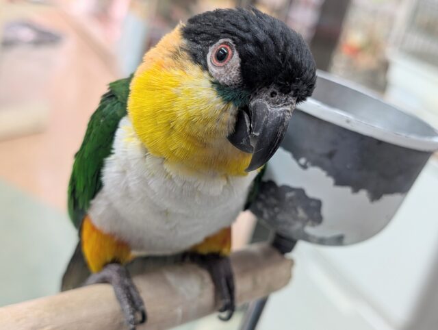 カキカキは好きだけど、少～し逃げ腰なスグロさん～🖤 スグロシロハラインコ