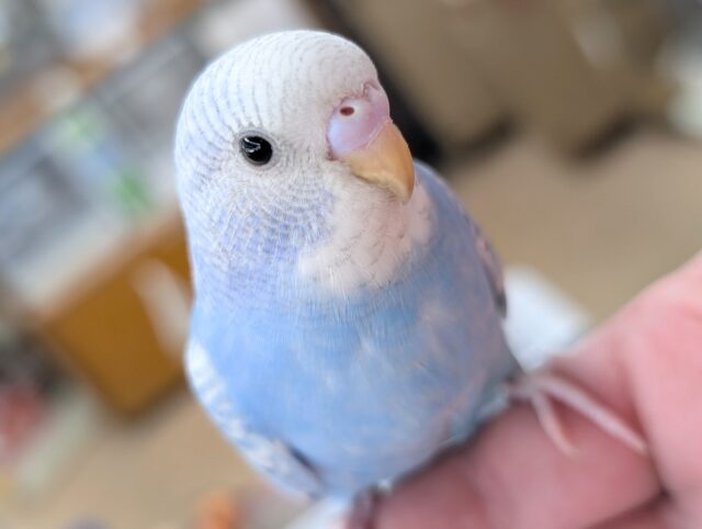 🌟最新画像🌟 ブルーのときめき～🩵 セキセイインコ(ブルースパングル)