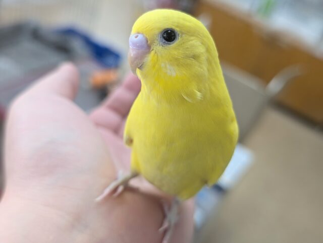 🌟最新画像🌟 絶賛まっきっき中です～🍋 セキセイインコ(ダブルファクター)