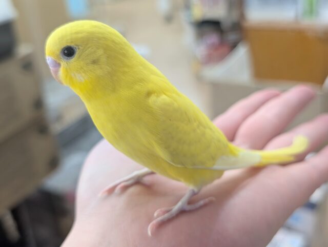 セキセイインコ