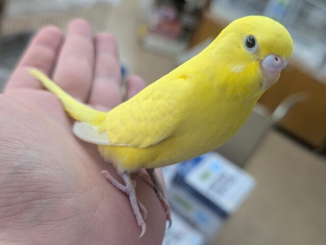 セキセイインコ