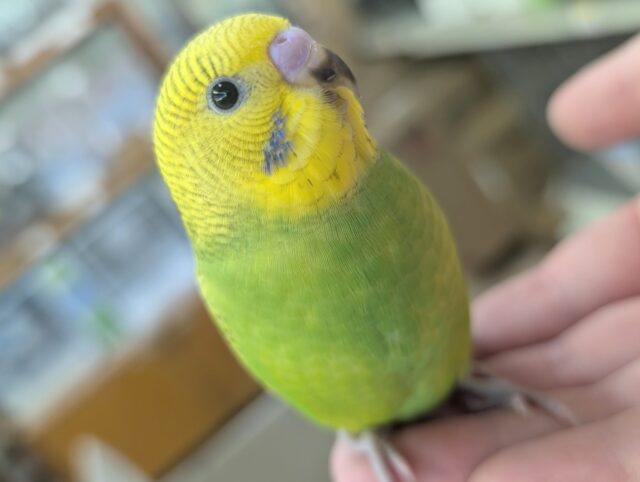 🌟最新画像🌟 落ち着いた新緑カラー🌳 セキセイインコ(グリーンスパングル)