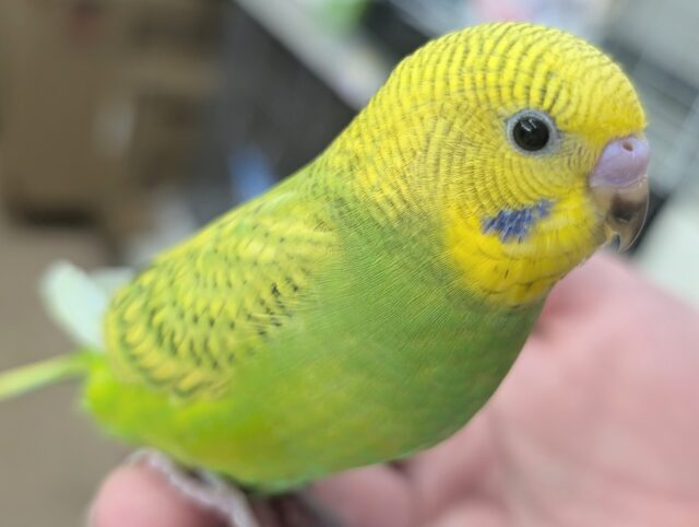 セキセイインコ