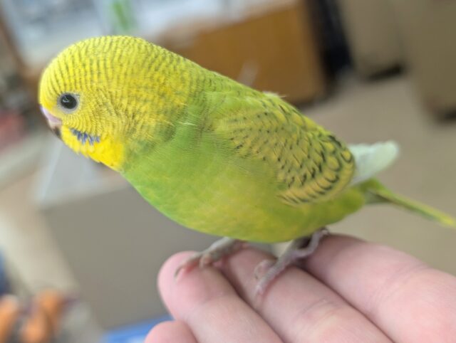 セキセイインコ