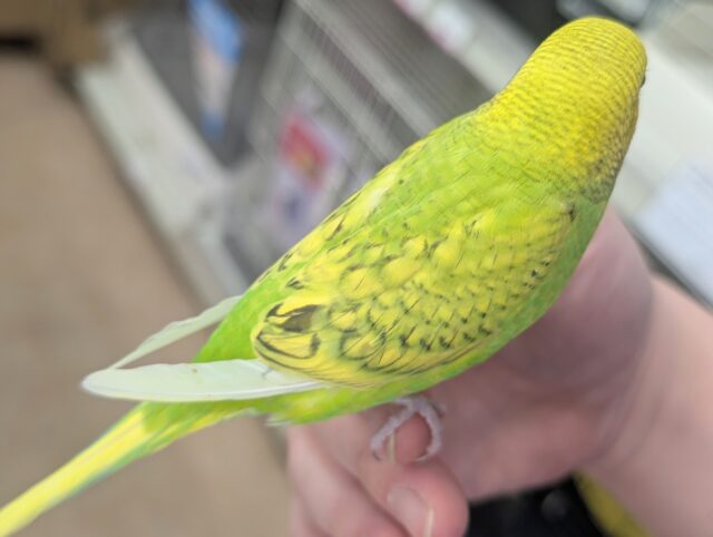 セキセイインコ