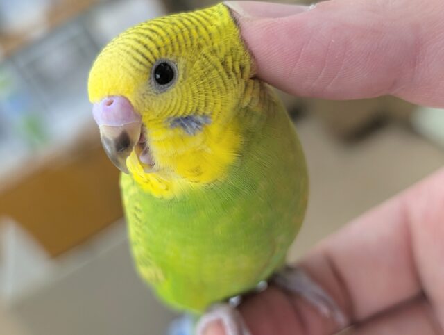 セキセイインコ