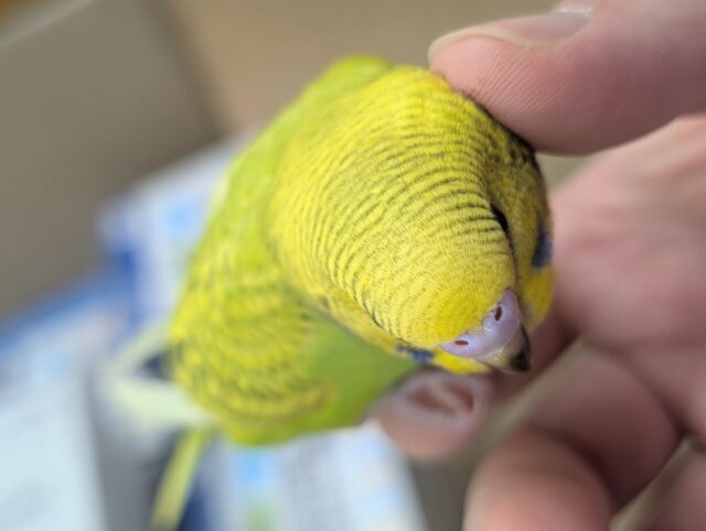 セキセイインコ