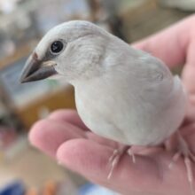 🌟最新画像🌟 唯一無二の色合い～💫 シルバー文鳥🐣