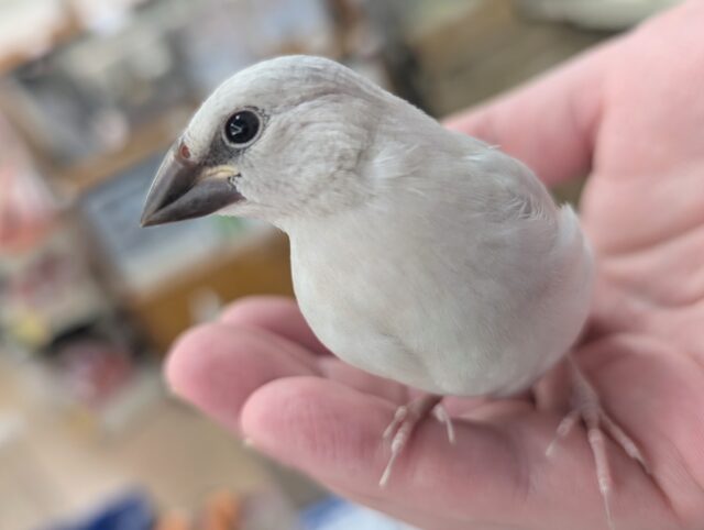 🌟最新画像🌟 唯一無二の色合い～💫 シルバー文鳥🐣