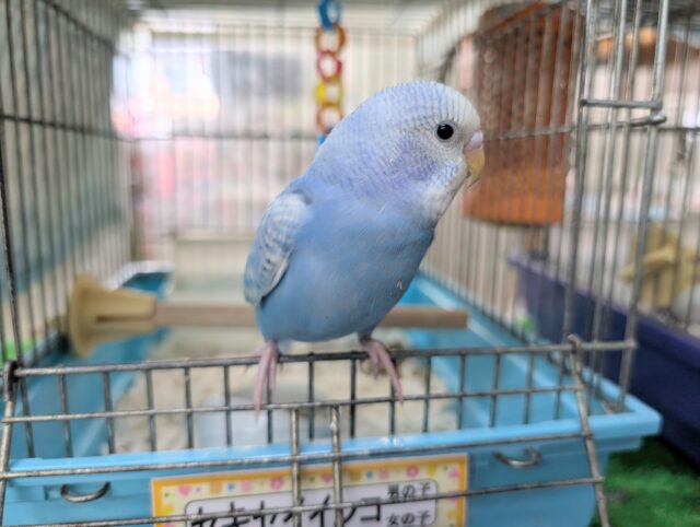 セキセイインコ