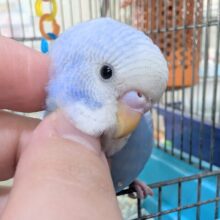 🌟ヒナエサ1日1回🌟 ブルーのときめき～🩵 セキセイインコ(ブルースパングル)