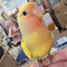 🌟イチオシ🌟 手乗りのかわいい子～🐯 コザクラインコ(タイガーオパーリン)