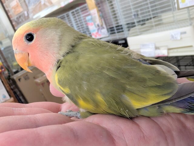 コザクラインコ（小桜インコ）