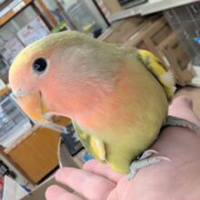 🌟最新画像🌟 表情豊かなタイガーさん～🐅 コザクラインコ(タイガーチェリー)