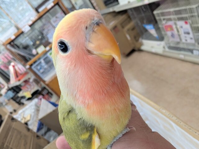 コザクラインコ（小桜インコ）