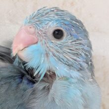 🌟最新画像🌟 鮮やかブルーのマメちゃん～💙 マメルリハインコ(ブルー)男の子