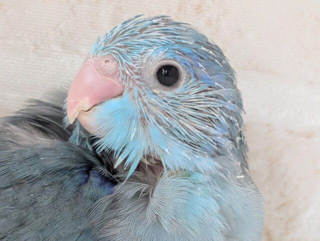 🌟最新画像🌟 鮮やかブルーのマメちゃん～💙 マメルリハインコ(ブルー)男の子