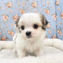 ほおっておけないシャイボーイ。。　ハーフ犬（マルチーズ×チワワ）の男のコ　2025.2/22撮影