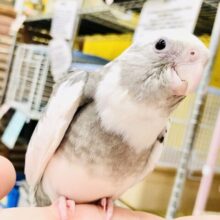 【２／１５フェア追加！！】もちもち愛にあふれた鳥さんはいかがですか？？　