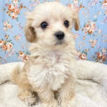 ちんまり可愛い💗　ハーフ犬（マルチーズ×トイプードル）の男のコ 2025.2/8撮影