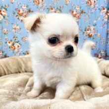 ころころむちむちボーイです☆　ロングコートチワワの男のコ 2025.2/8撮影