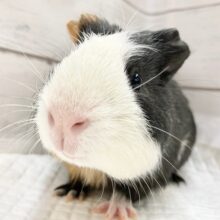動画あり！イングリッシュモルモット　黒多めな慎重派男子！