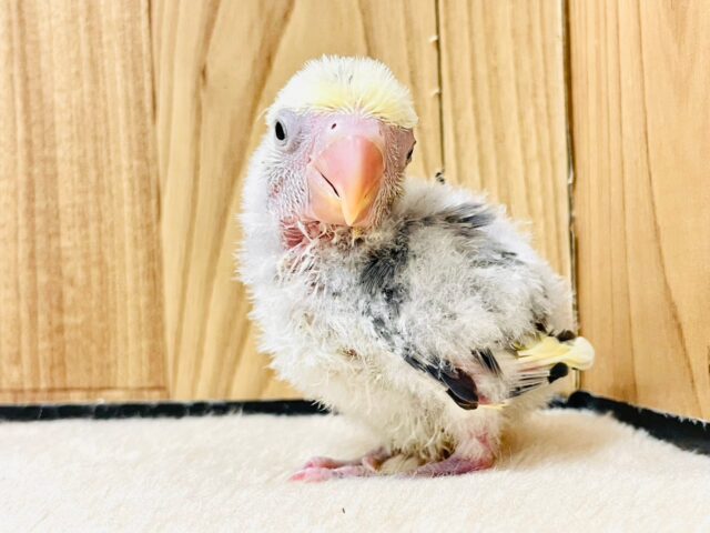 コザクラインコ（小桜インコ）