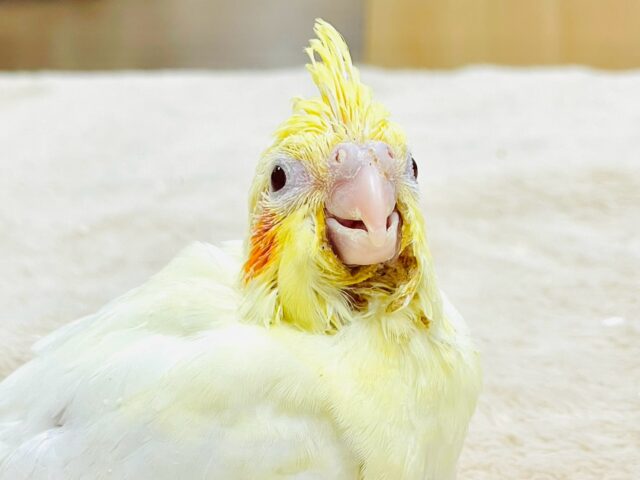 【最新画像更新🪄】ひよこじゃないよ🐥🎀オカメインコ（ルチノー）ヒナ