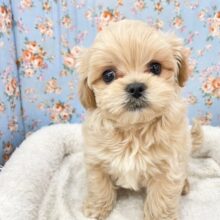 甘えん坊、寂しん坊。　ハーフ犬（トイプードル×マルチーズ）の男のコ　2025.3/8撮影