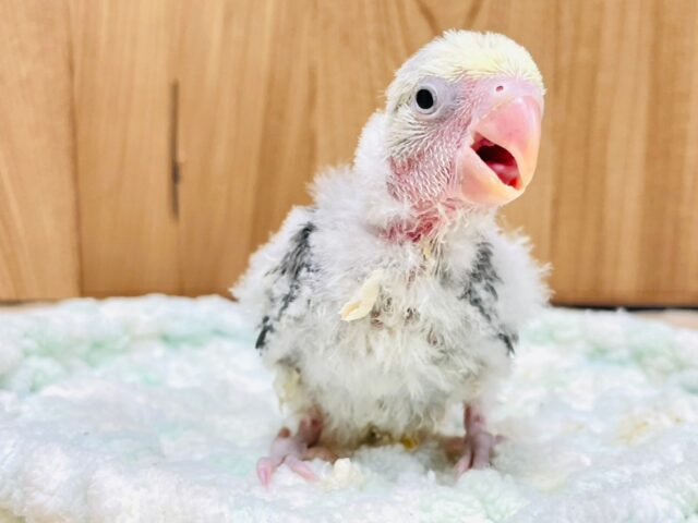 成長が楽しみ♡♡コザクラインコ（バイオレットパイド）ヒナ