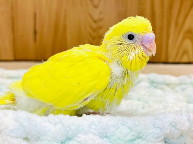 セキセイインコ