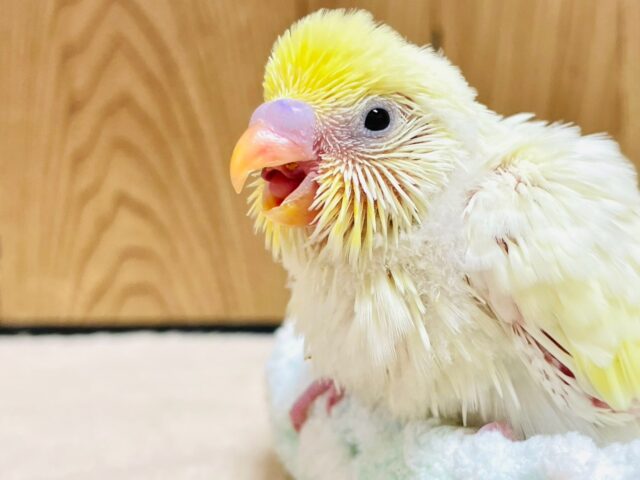 セキセイインコ