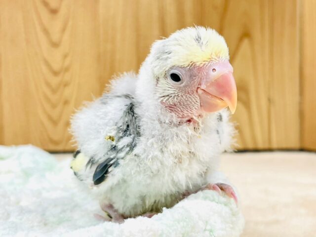 コザクラインコ（小桜インコ）