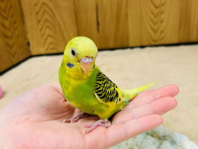 セキセイインコ
