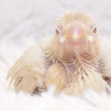 ご飯のりずむは　トントンつーー　とんとんとん。。つー　だよっ☆　シナモン文鳥～～