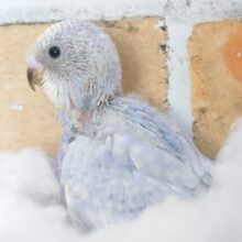 「ほんわか」をあげます♫♪　セキセイインコ　ブルースパングル〜〜
