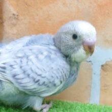 ブレっるほどにー　わたわたは元気です♫　セキセイインコ　グレースパングル〜〜
