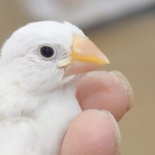 最新画像になります☆【限定3羽🐣あと1羽！】ホワイト3きょうだい！！！白文鳥 ヒナ