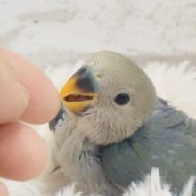 最新画像になります☆　今だけの可愛すぎるヨチヨチ歩き🐾コザクラインコ(ブルーチェリー) ヒナ