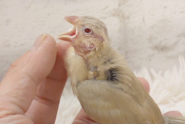 シナモン文鳥