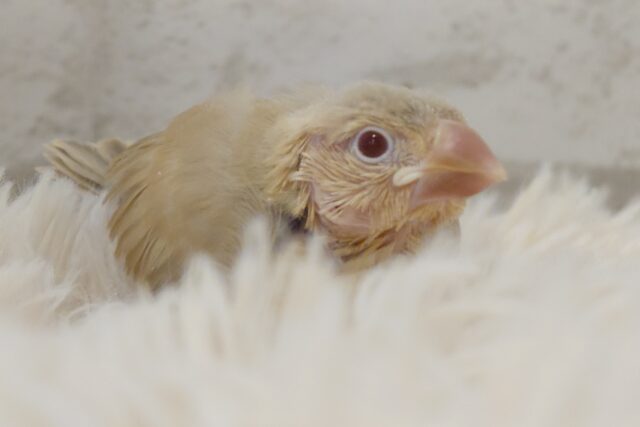 全力で文鳥ぬま、まっしぐら～～ーーーぁ　シナモン文鳥～～