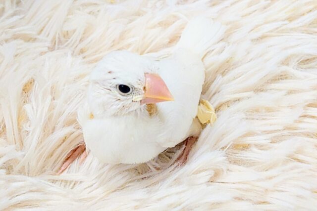 お澄まし(´・ω・)　でも、じつは甘える方法、考えちゅ～　白文鳥～～